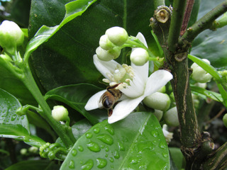 Fleurs d'oranger (Citrus sinensis)