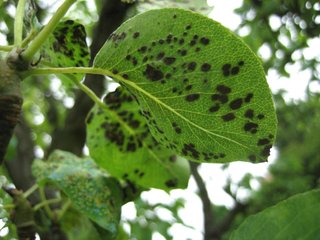 Phytoptes ou érinose du poirier