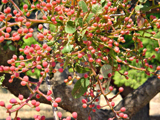 Pistachier, Pistacia vera