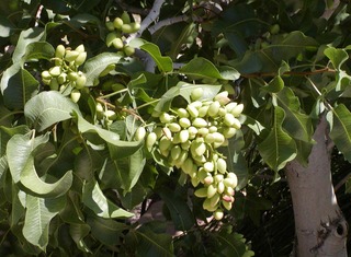 Pistachier, Pistacia vera 'Kerman'