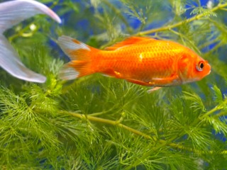 Poisson rouge et plantes aquatiques