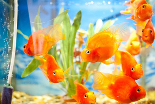 Aquarium avec filtre