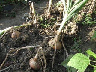 Rang d'oignons au potager