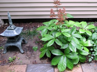 Rodgersia aesculifolia