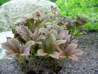 Rodgersia pinnata 'Chocolate Wings'