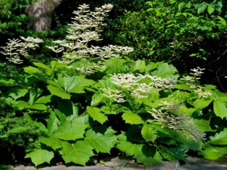 Rodgersia pinnata