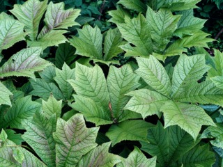 Rodgersia podophylla