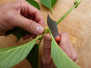 Suppression des feuilles en partie basse