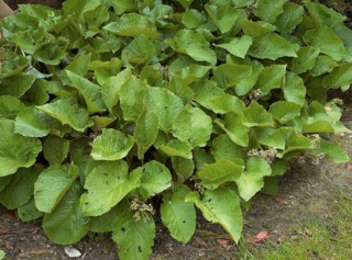 Bourrache du Caucase, Trachystemon orientalis