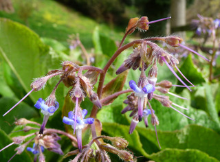 Bourrache du Caucase, Trachystemon orientalis