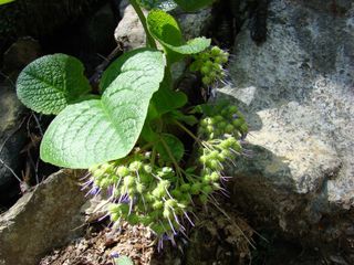 Bourrache du Caucase en rocaille