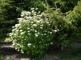 Viburnum lantana 'Mohican'
