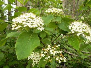 Viorne lantane, Viburnum lantana