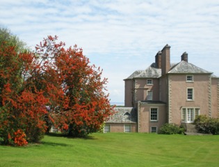 Arbre de feu du Chili