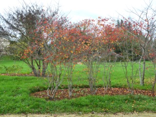 Paillage de feuilles mortes au pied d'arbustes