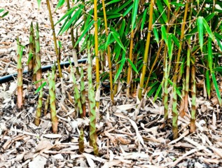 Bambou cespiteux : Fargesia robusta