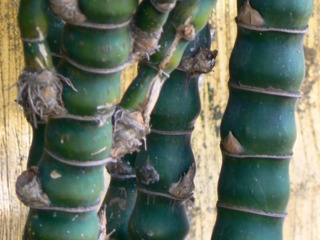 Bambusa ventricosa