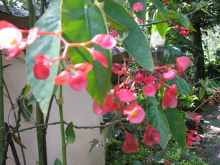 Begonia maculata, Tamaya