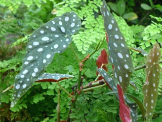 Begonia maculata et capillaire