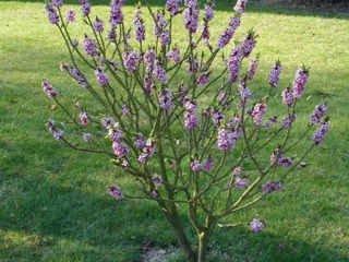 Daphne mezereum sur une pelouse