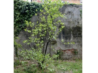 Calycanthus floridus