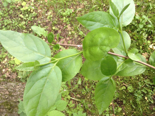 Calycanthus : marcottage des branches basses