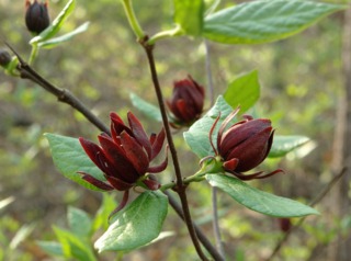 Calycanthus floridus