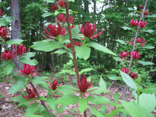 Calycanthus floridus
