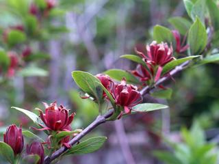 Calycanthus floridus
