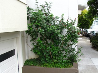 Calycanthus occidentalis
