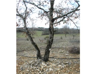 Chêne truffier en sol caillouteux (et système d'irrigation)