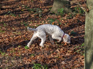 Chien truffier