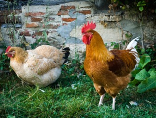 Coq (à droite) et poule