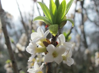 Daphne mezereum 'alba'