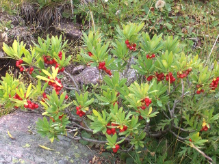 Daphne mezereum : fructifications