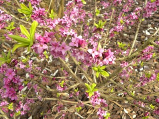 Daphne mezereum, bois-joli