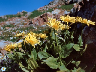 Doronicum grandiflorum en altitude