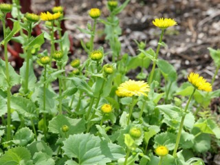 Doronicum orientale 'Goldcut'