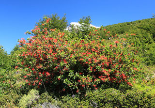 Arbre de feu du Chili