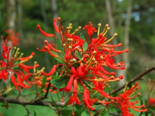Embothrium coccineum, arbre de feu