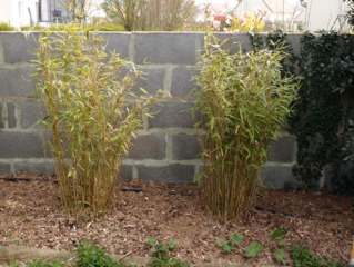 Fargesia murielae 'Jumbo'
