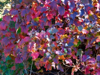 Hydrangea quercifolia, début novembre