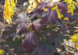 Hydrangea quercifolia 'Snowflake' en octobre