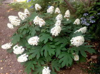 Hydrangea quercifolia 'Snowqueen' en juin