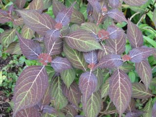 Hydrangea serrata 'Kiyosumi' en mai