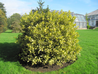 Ilex aquifolium 'Golden Milkboy'