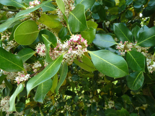 Ilex atlaclerensis