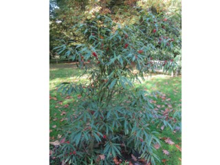 Ilex fargesii