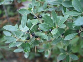 Ilex glabra