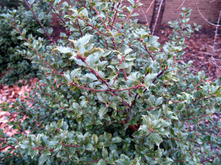 Ilex x meserveae 'Blue Girl'